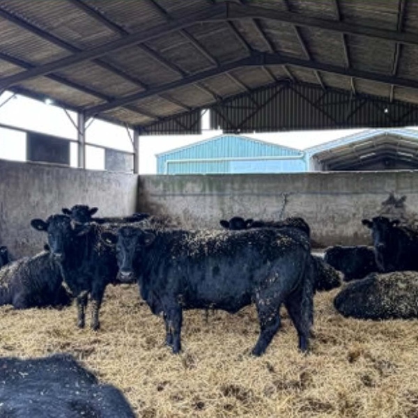 Weekly Wednesday Sale - Inc. Major part dispersal of the Pantyrhuad herd of pedigree Welsh Black cattle