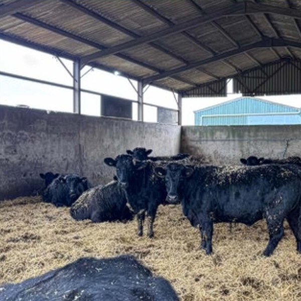 Weekly Wednesday Sale - Inc. Major part dispersal of the Pantyrhuad herd of pedigree Welsh Black cattle