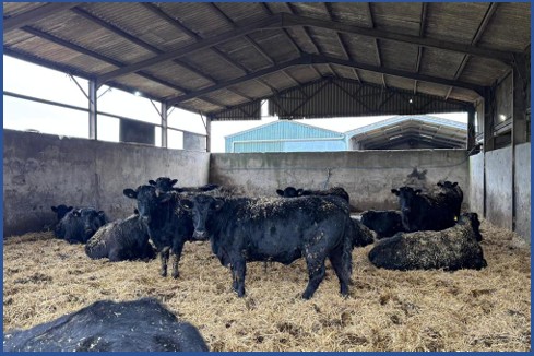 Weekly Wednesday Sale - Inc. Major part dispersal of the Pantyrhuad herd of pedigree Welsh Black cattle