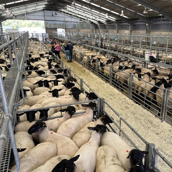 Weekly Monday Sale & Breeding Sheep Sale