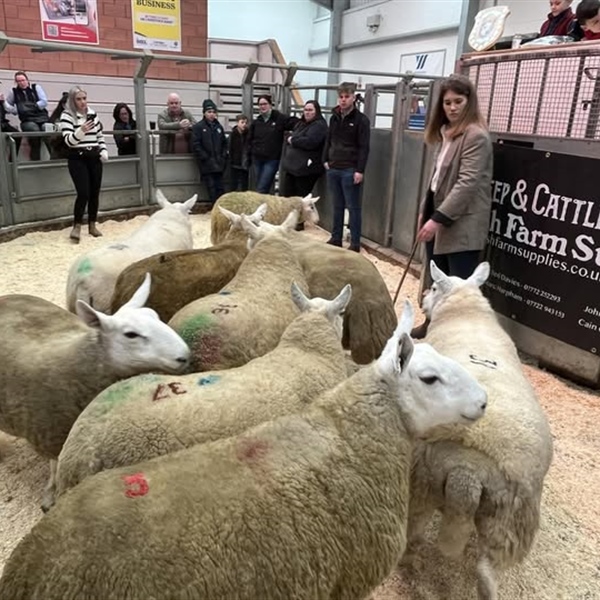 North Country Cheviot Inlamb Ewes & Ewe Hoggs