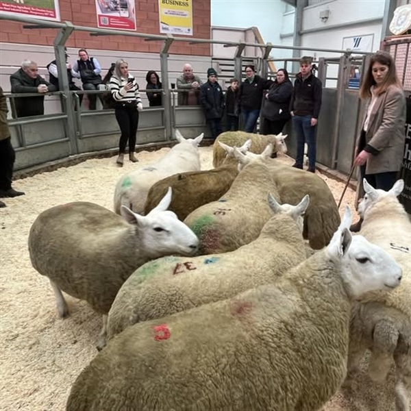 North Country Cheviot Inlamb Ewes & Ewe Hoggs