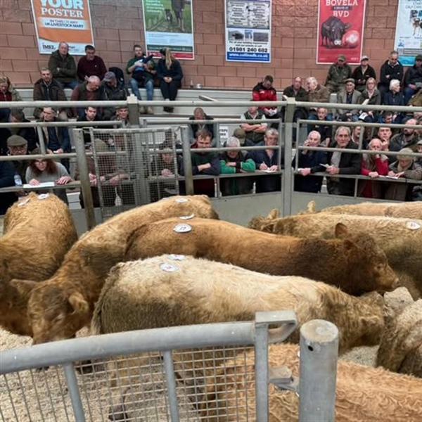 2nd Show and Sale of Weaned Calves