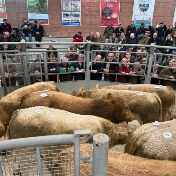 Show and Sale of Weaned Calves