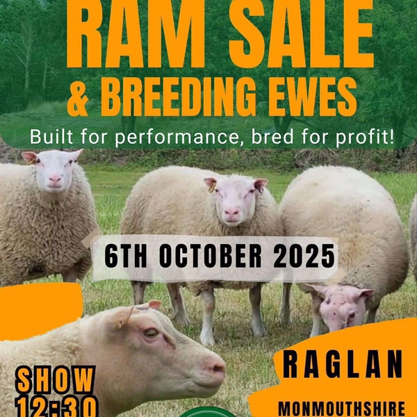 Charmoise Sheep Show & Sale