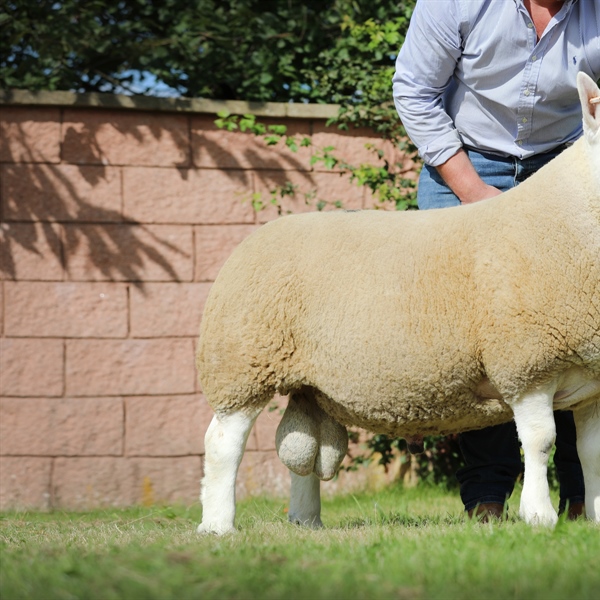 Show & Sale of North Country Cheviot Ewes & Rams