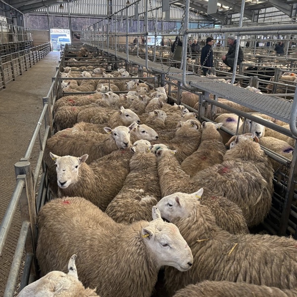Weekly Wednesday Sale