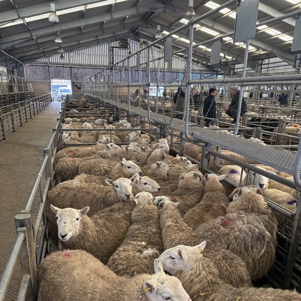 Weekly Wednesday Sale